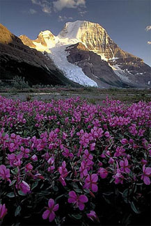 Mt. Robson