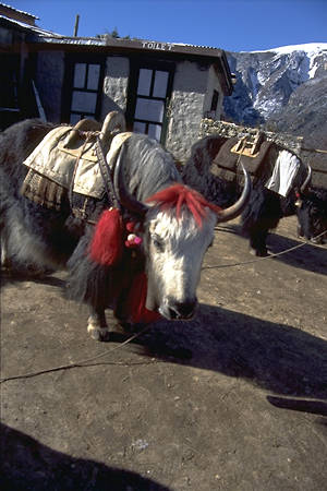 Nepal Trekking Photo