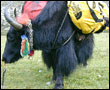 Shishapangma Photo