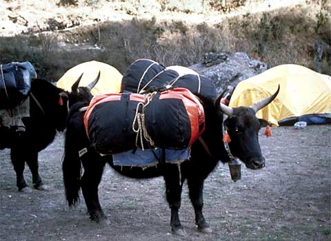 Alpine Ascents International Khumbu Trek