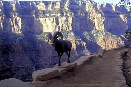 Colorado Plateau Trail Photo