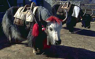 Yak Photo
