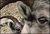 big horn