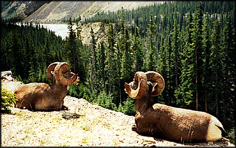 big horn
