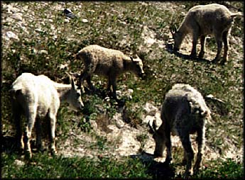 goats