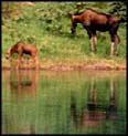 moose