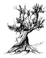 Bristle Cone Pine