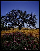 Santa Monica Mountains 