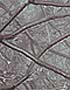 Richard Chittick Photograph