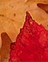 Richard Chittick Photograph
