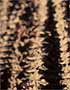 Richard Chittick Photograph