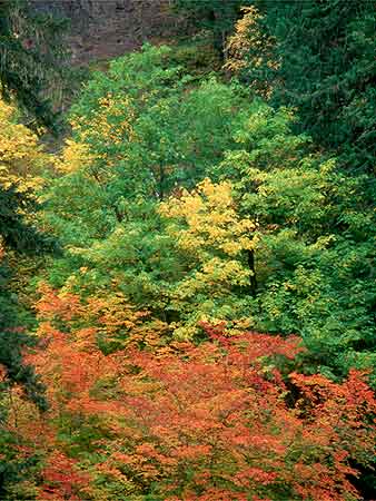 Richard Chittick Photograph