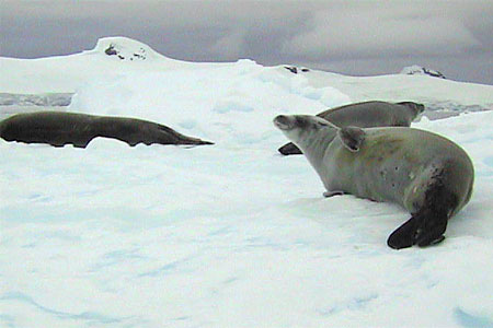 Antarctica Photo