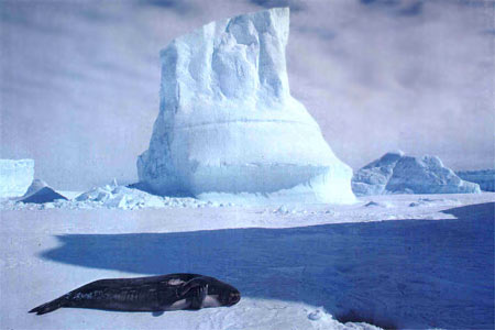 Antarctica Photo