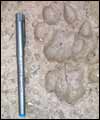 Snow leopard prints