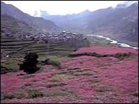 Manang Wildflowers