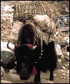 Everest 2003 Dispatch Photo