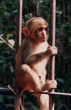 monkey