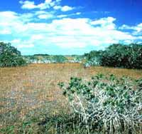 Everglades Marsh