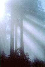 Redwood Tree