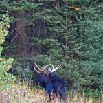 Mount Majestic Vacation Home Rentals
