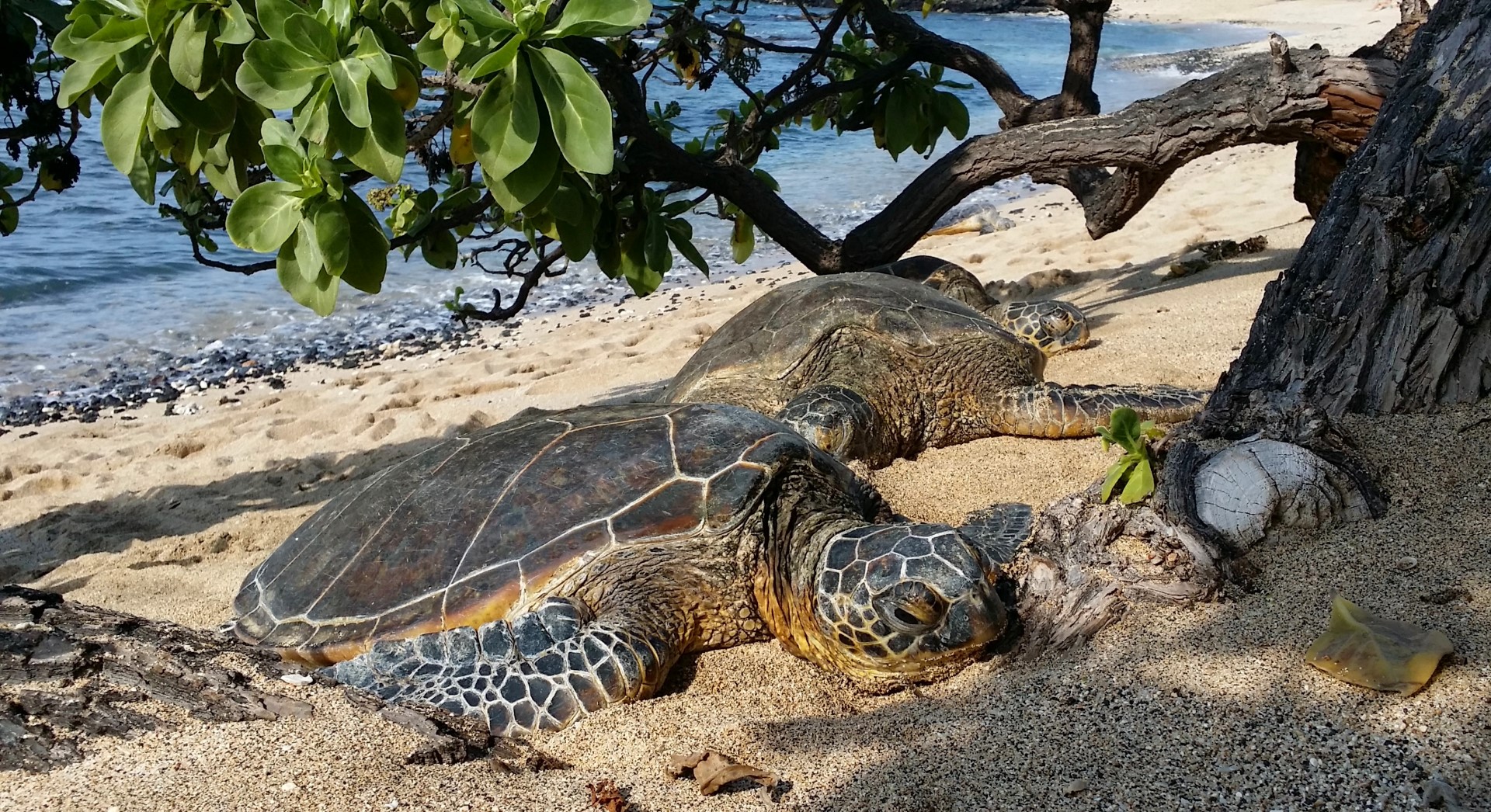 Sea Turtles at Kukio Beach on Big Island-Bryce Stevens (Large)